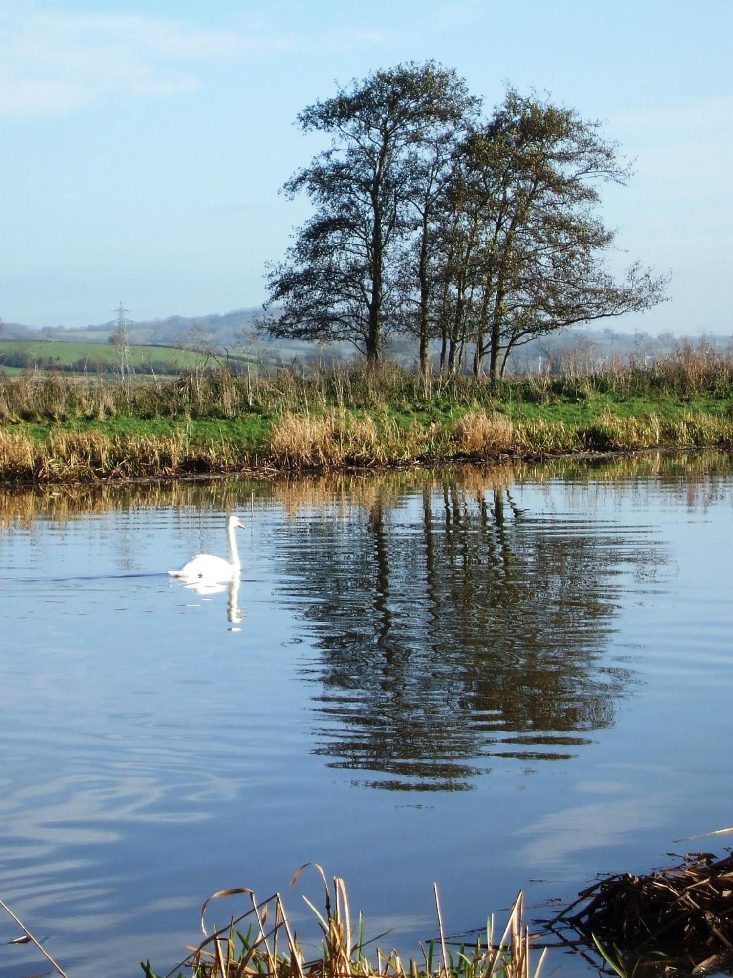 The Bower Inn 브리지워터 외부 사진 Swans on the River Wye